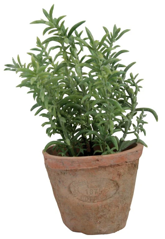 AH001 - ARTIFICIAL THYME IN AGED TERRACOT