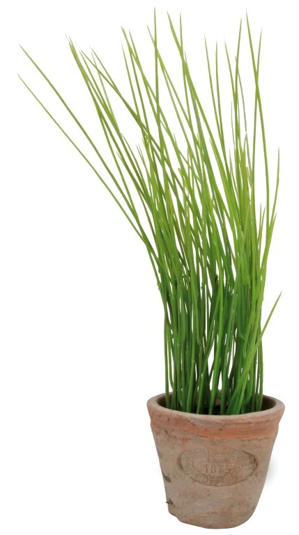 AH005 - ARTIFICIAL CHIVES IN AGED TERRACO