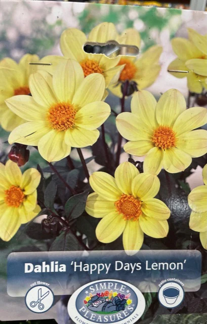Dahlia (Happy Days Lemon)
