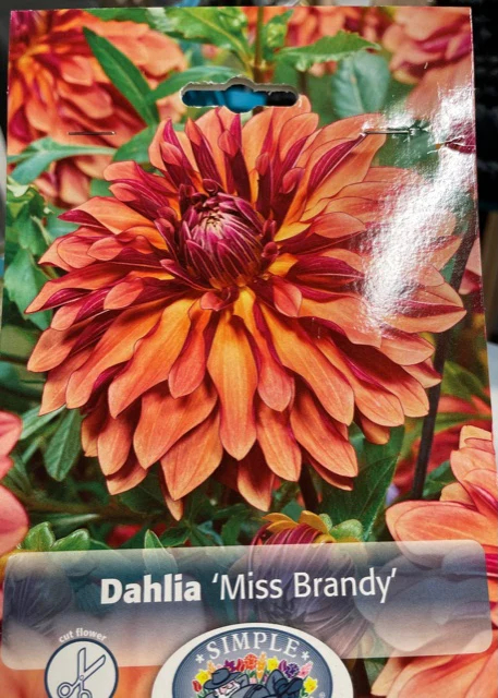 Dahlia (Miss Brandy)