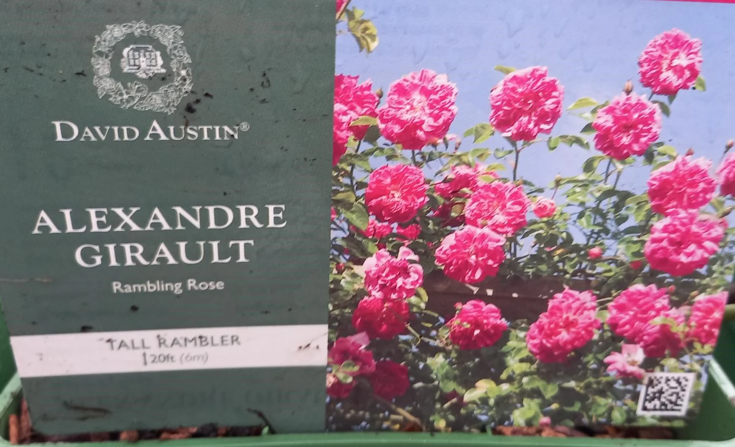 David Austin Rose 'Alexandra Girault'