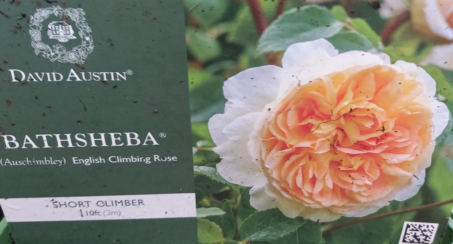 David Austin Rose 'Bathsheba'
