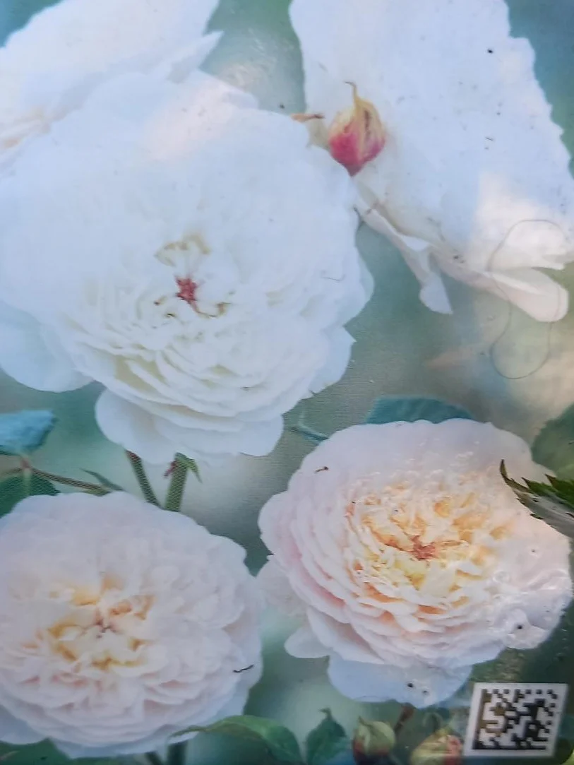 David Austin Rose 'Emily Bronte'