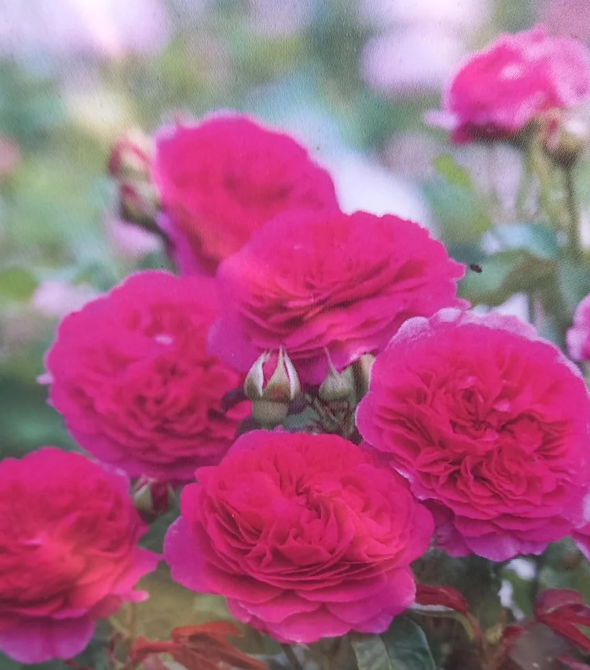 David Austin Rose 'Gabriel Oak'