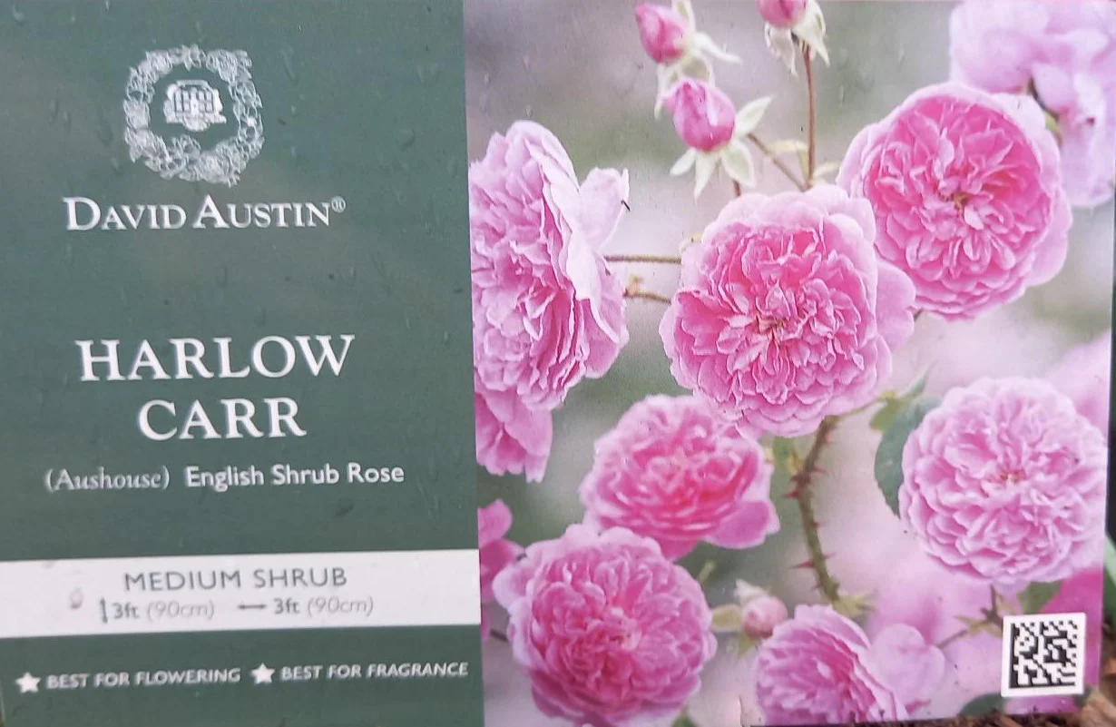 David Austin Rose 'Harlow Carr'