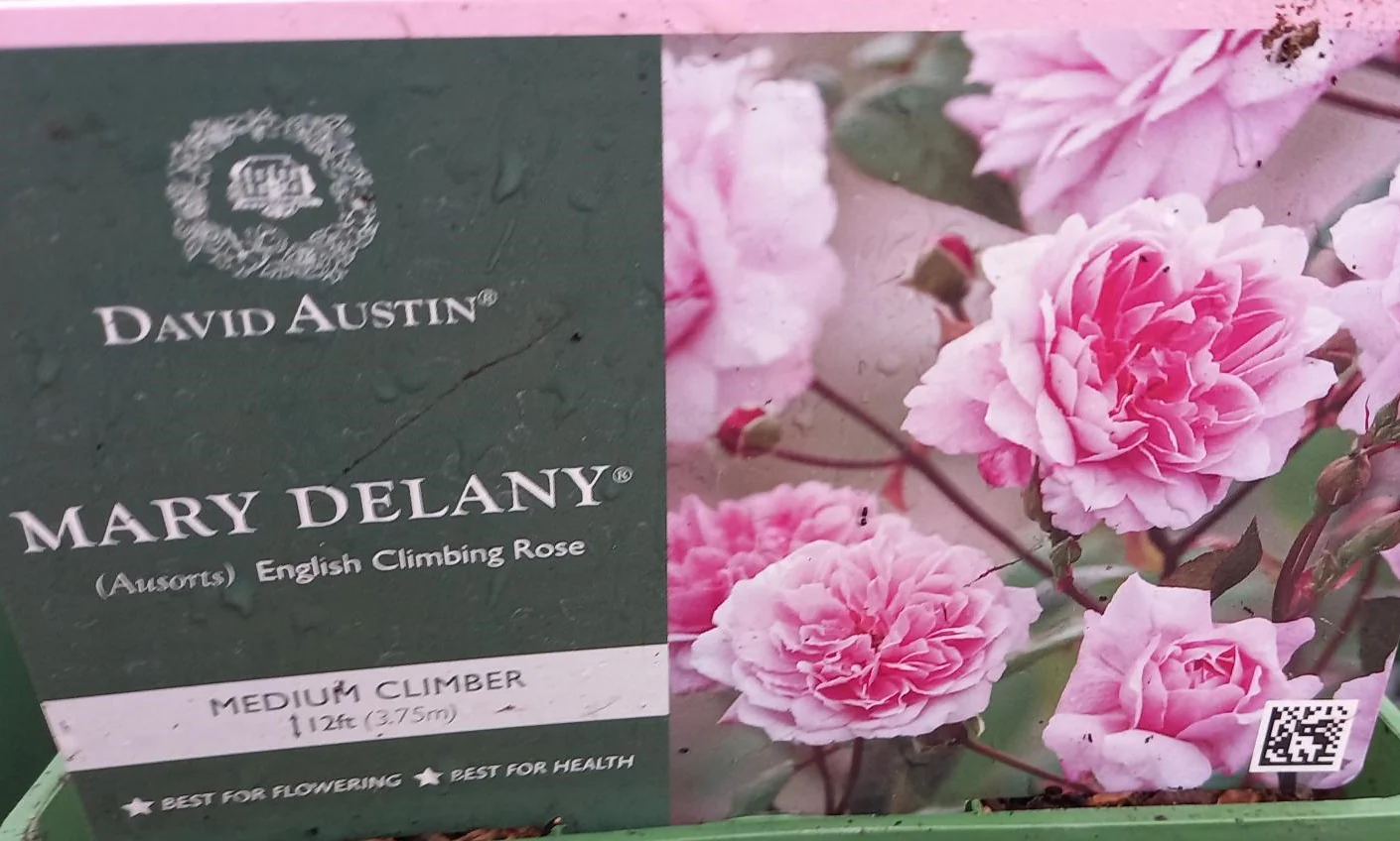 David Austin Rose 'Mary Delany'