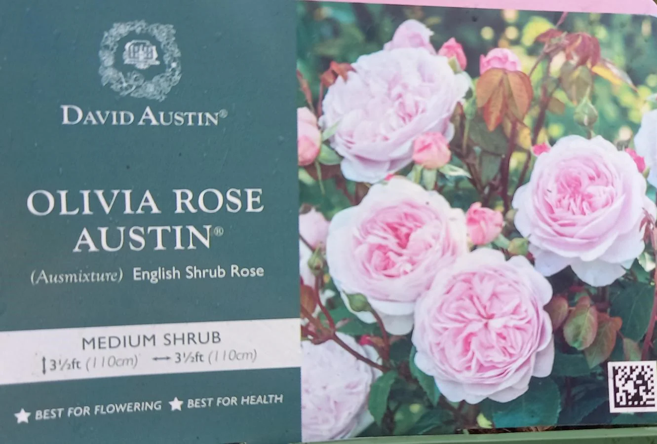 David Austin Rose 'Olivia Rose Austin'