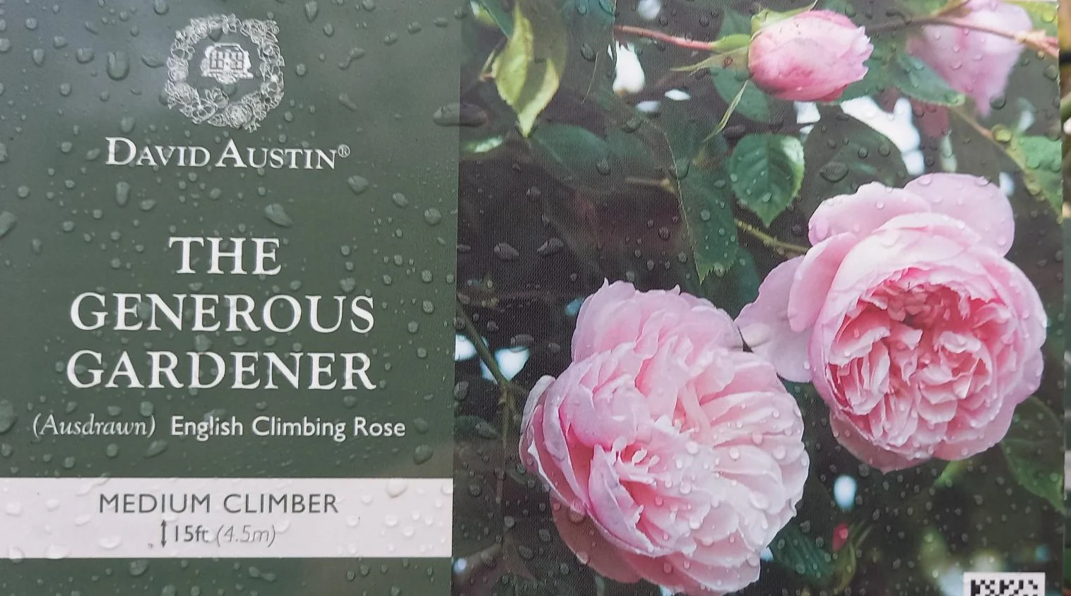 David Austin Rose 'The Generous Gardener'