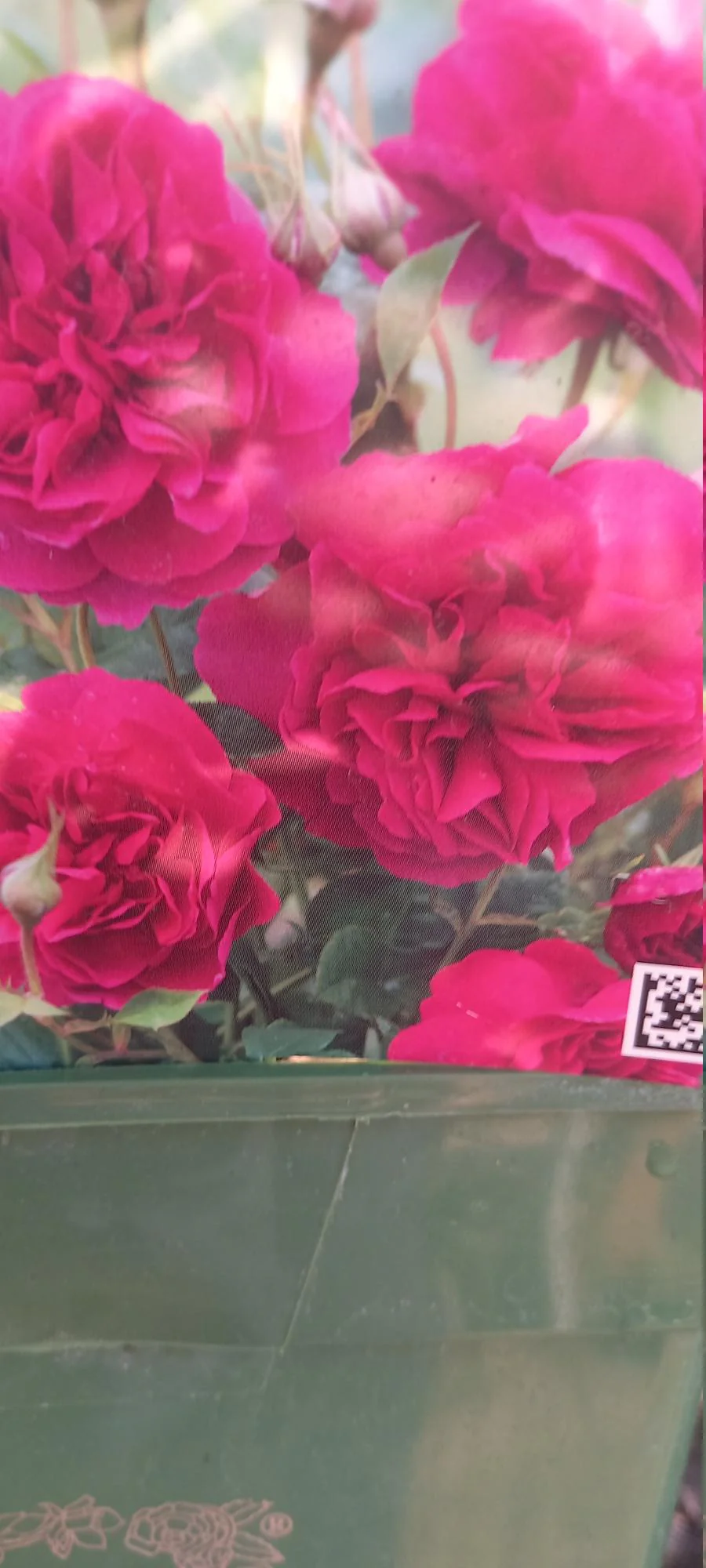 David Austin Rose 'Thomas A Beckett'