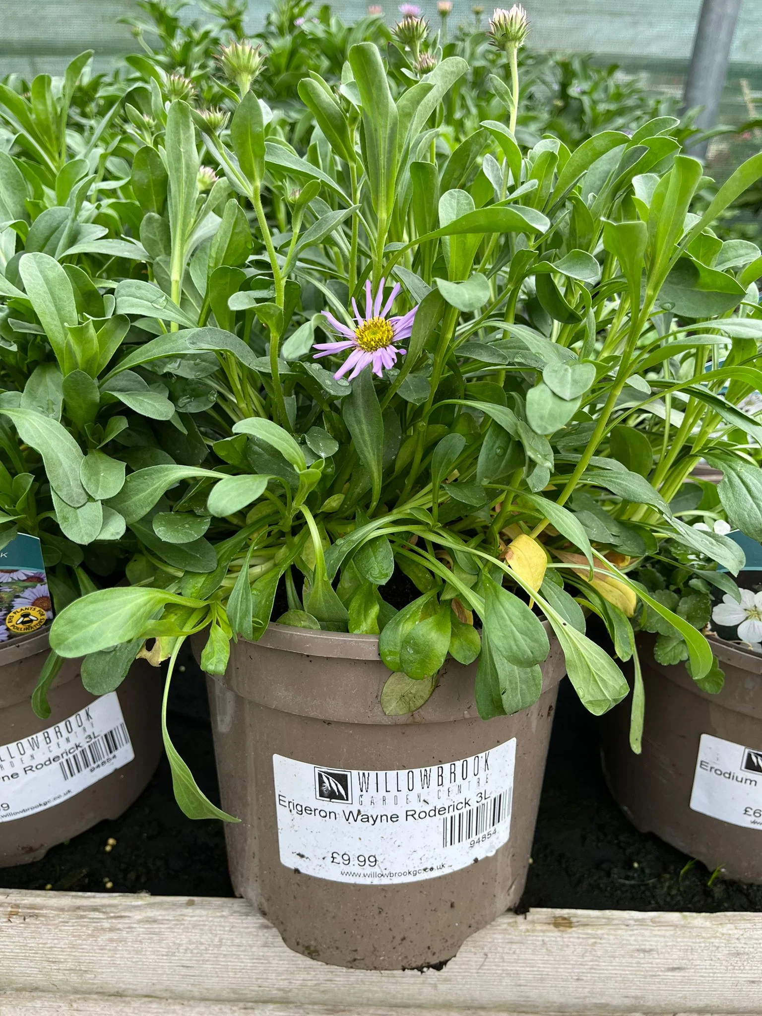 Erigeron Wayne Roderick 3L