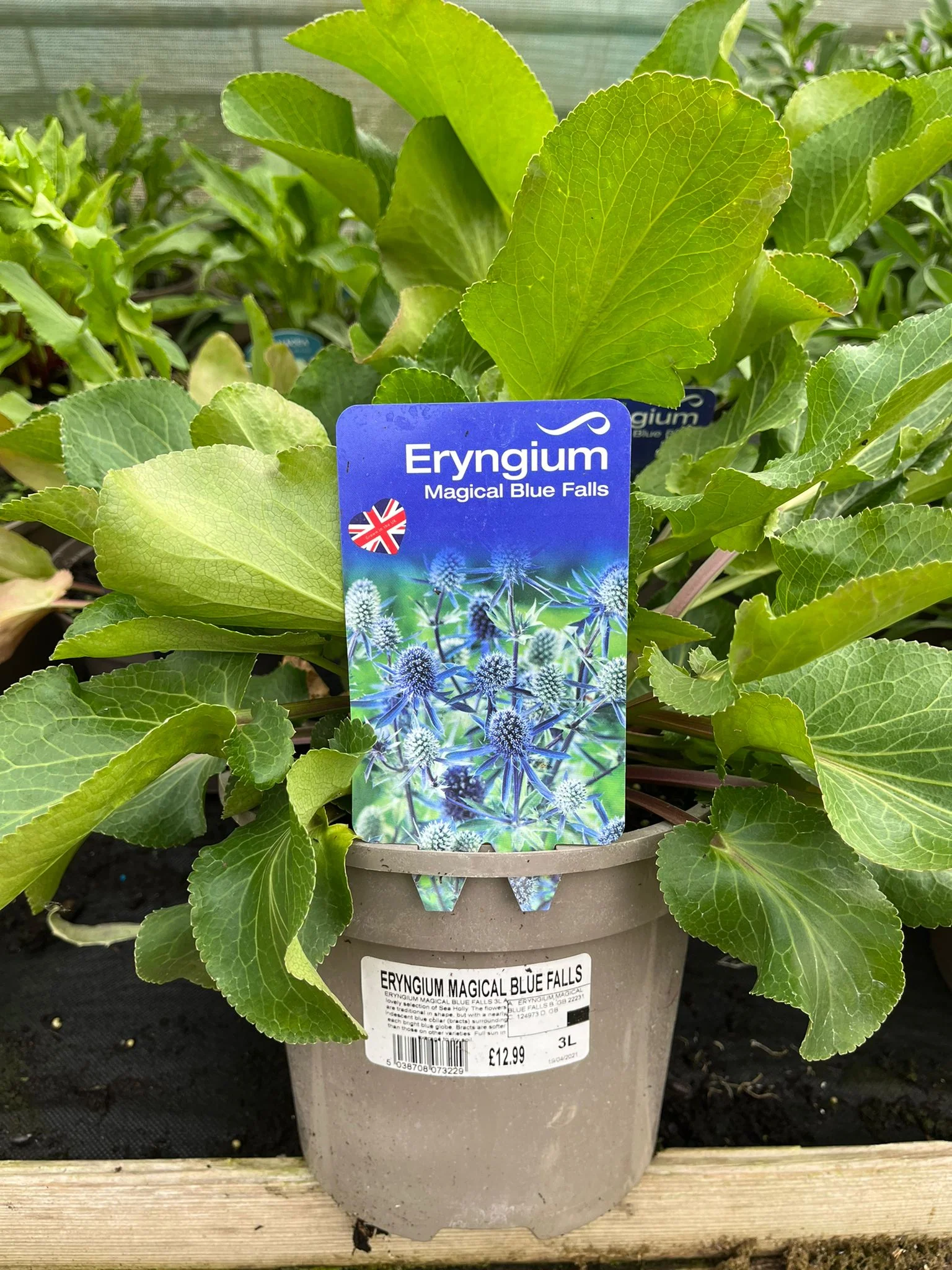 ERYNGIUM MAGICAL BLUE FALLS