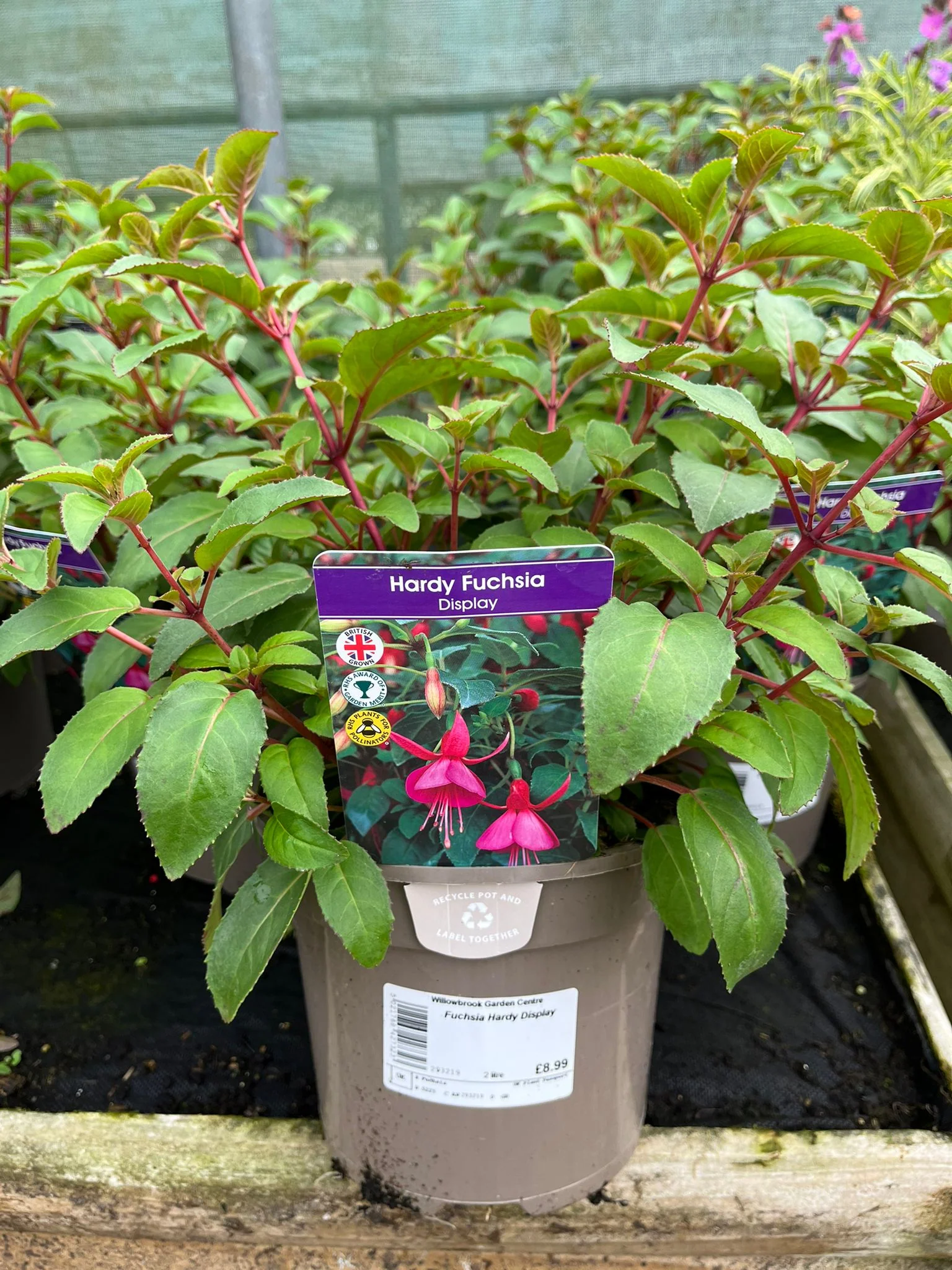 Fuchsia Hardy Display