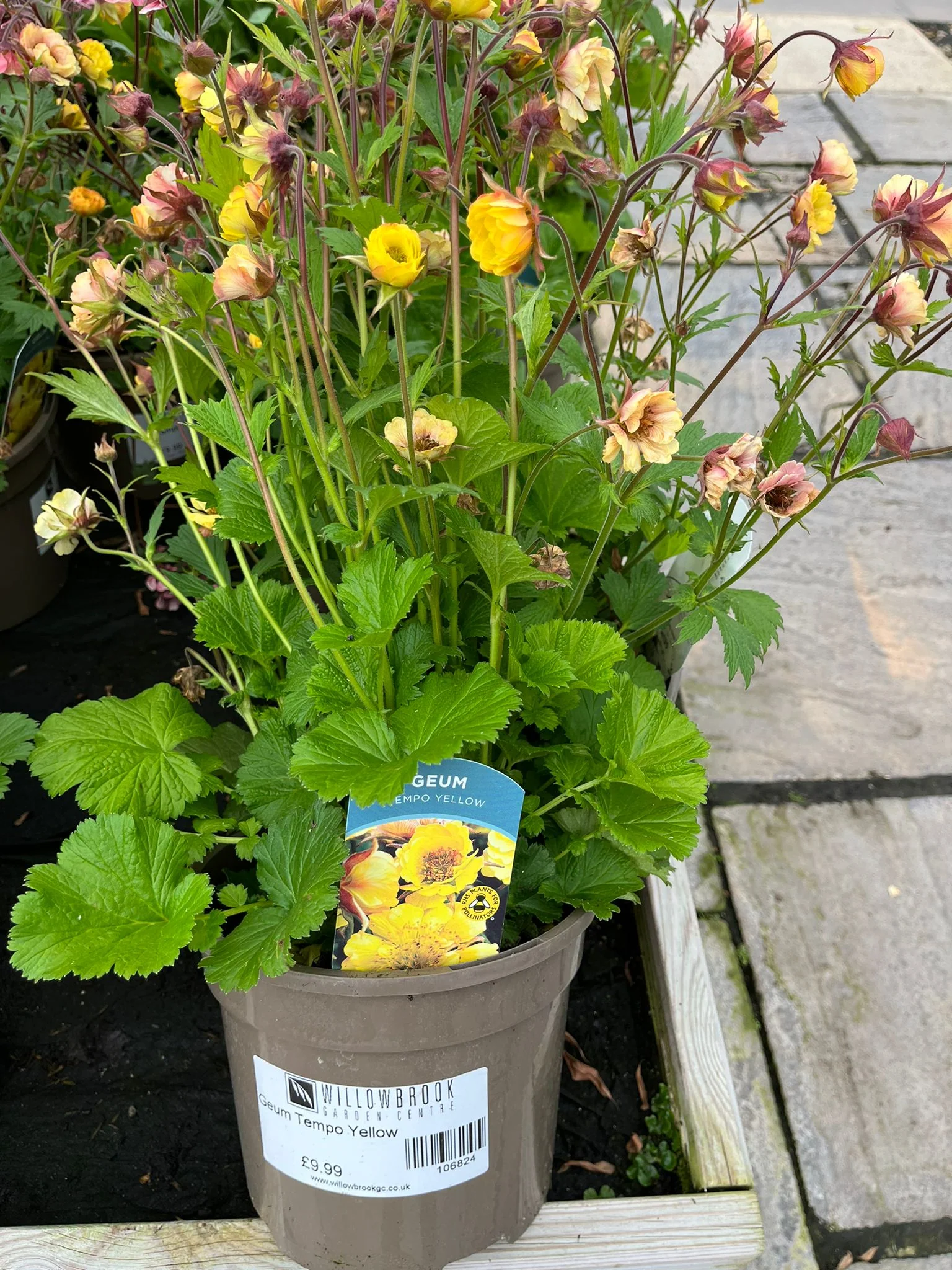 Geum Tempo Yellow