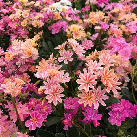 Lewisia 'Elise Mixed'