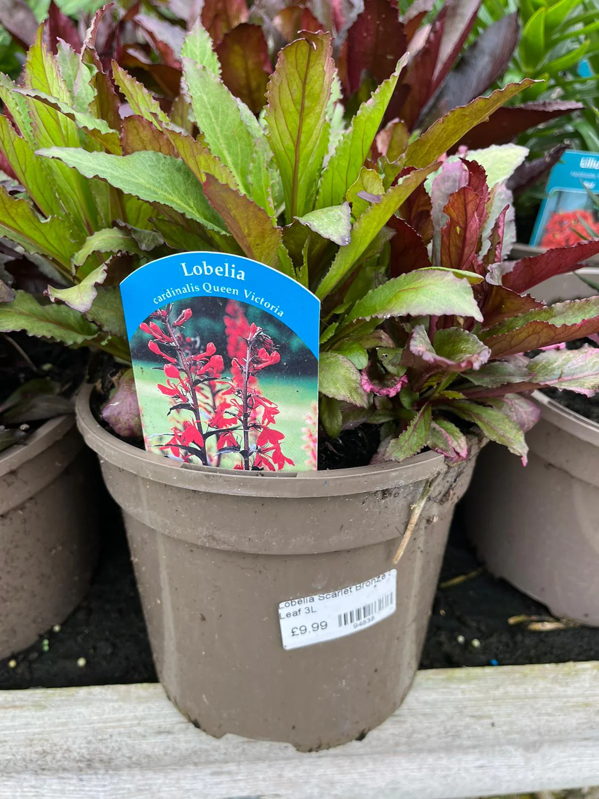 Lobelia Scarlet Bronze Leaf 3L