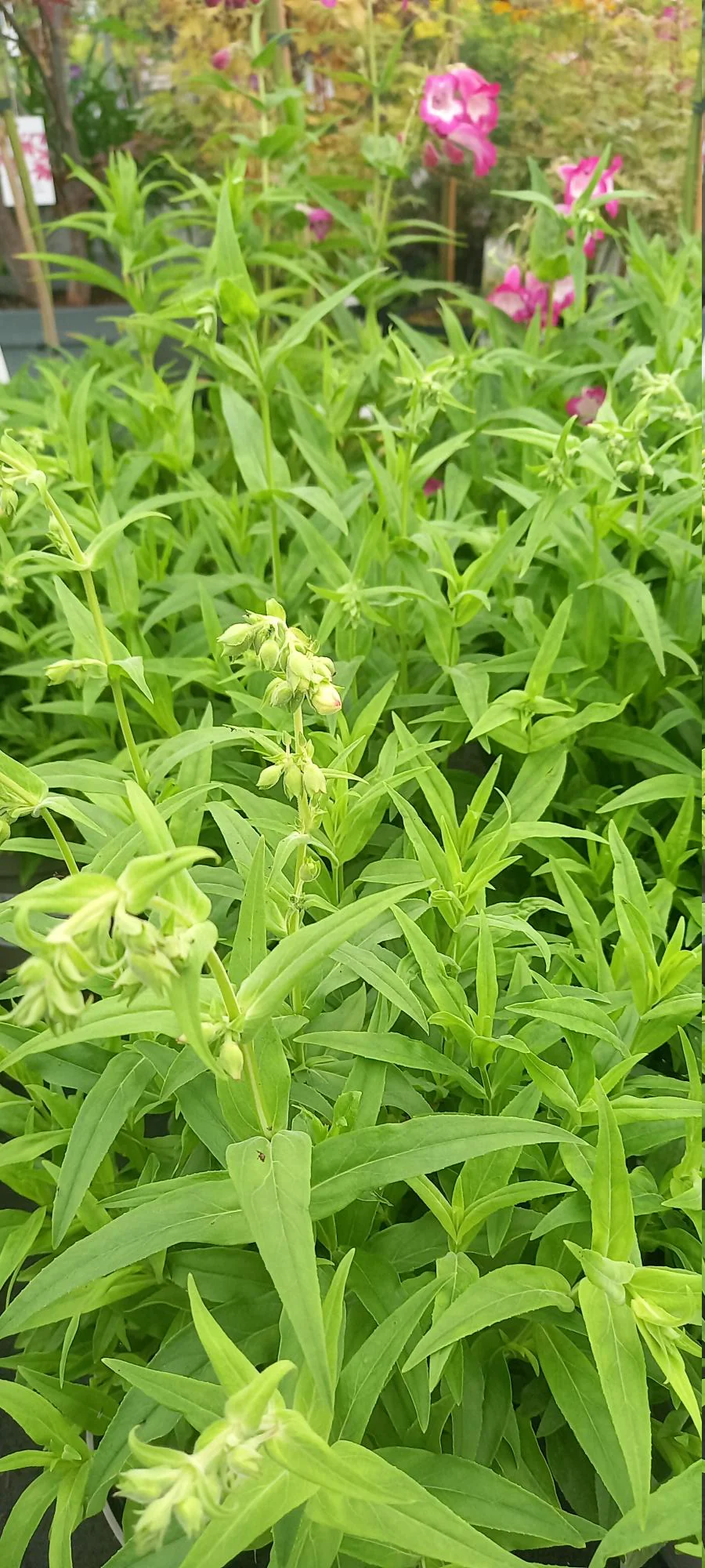 Penstemon 'Apple Blossom' 3L