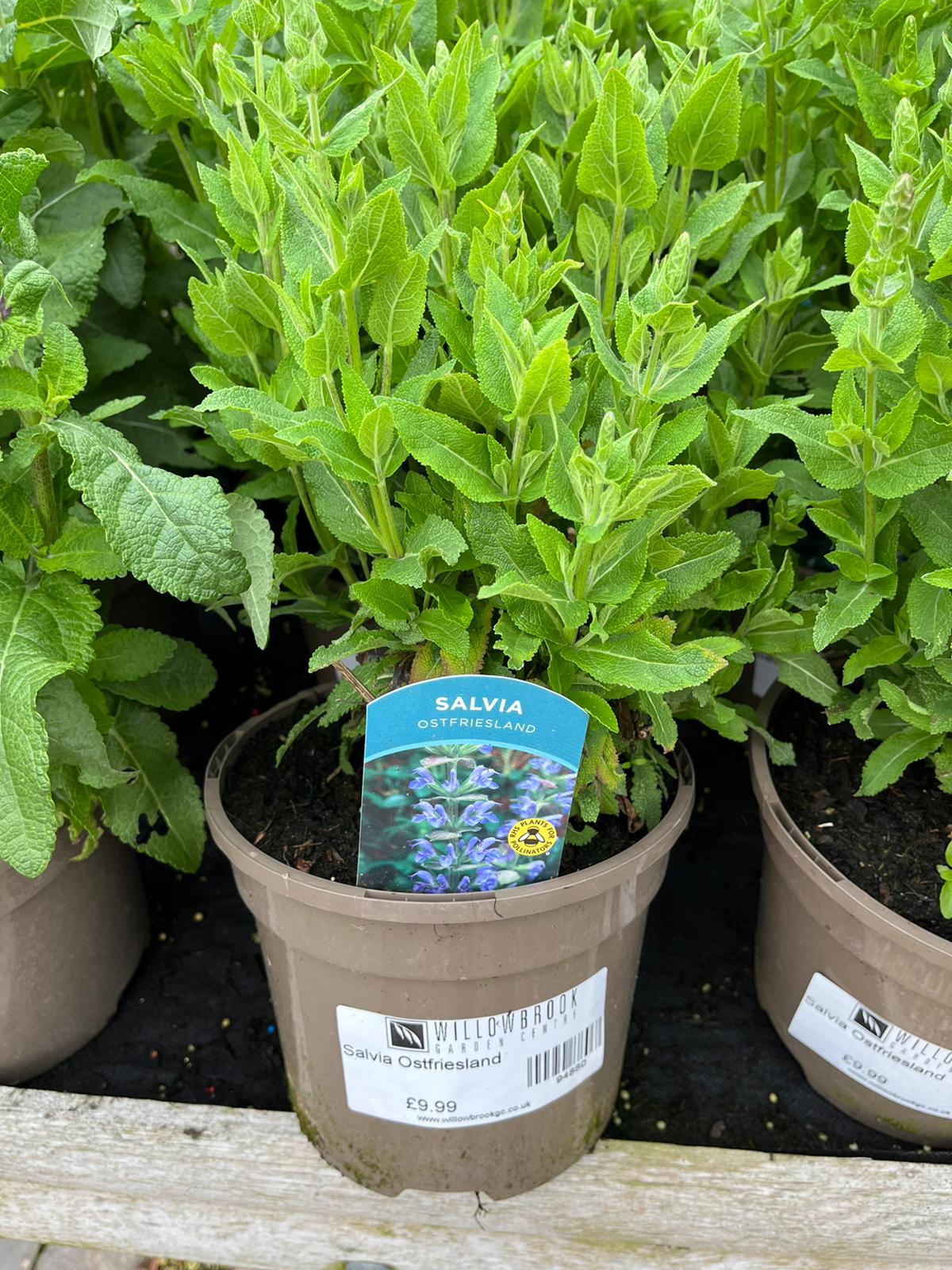 Salvia Ostfriesland