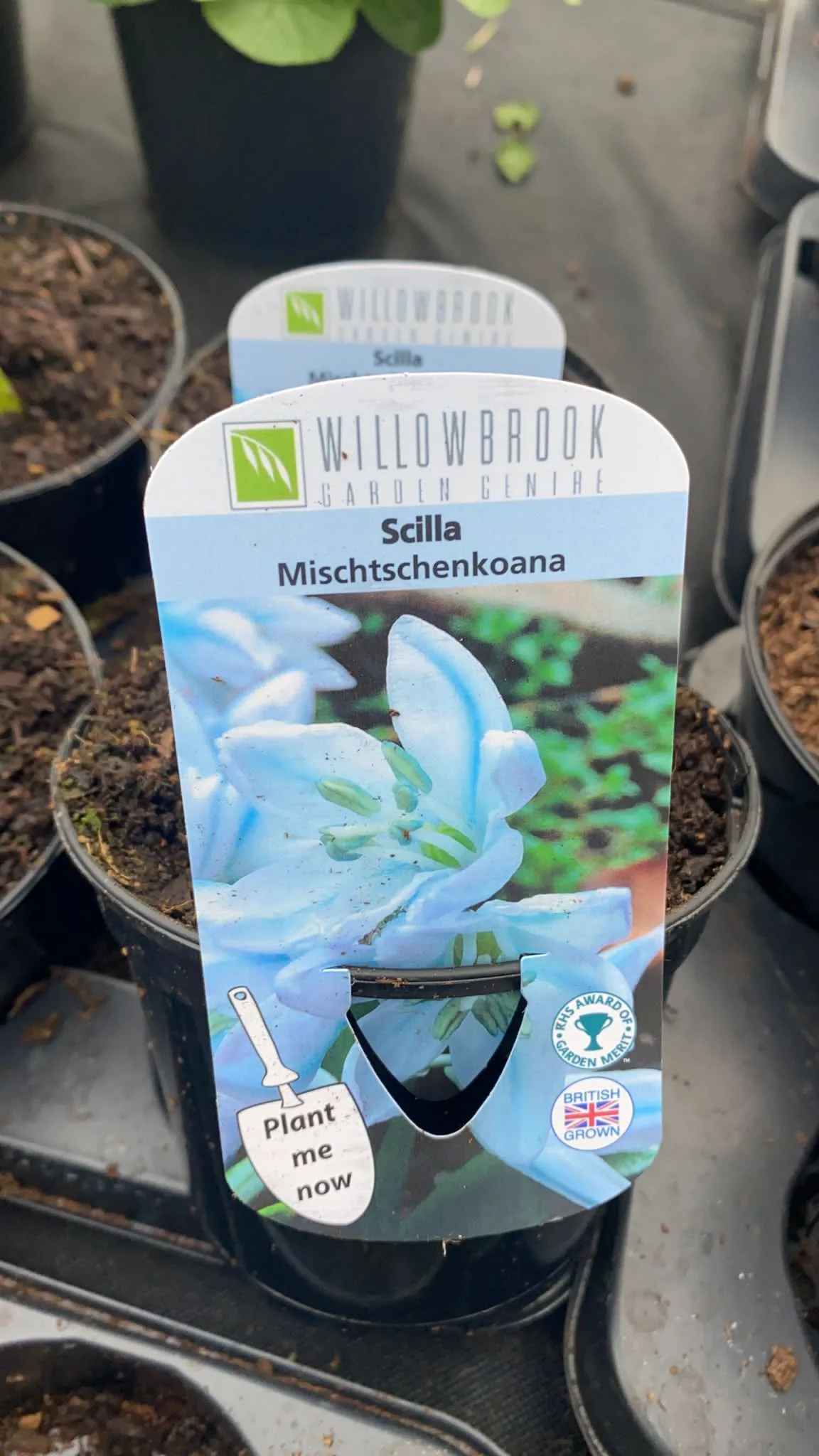 Scilla Mischtschenkoana